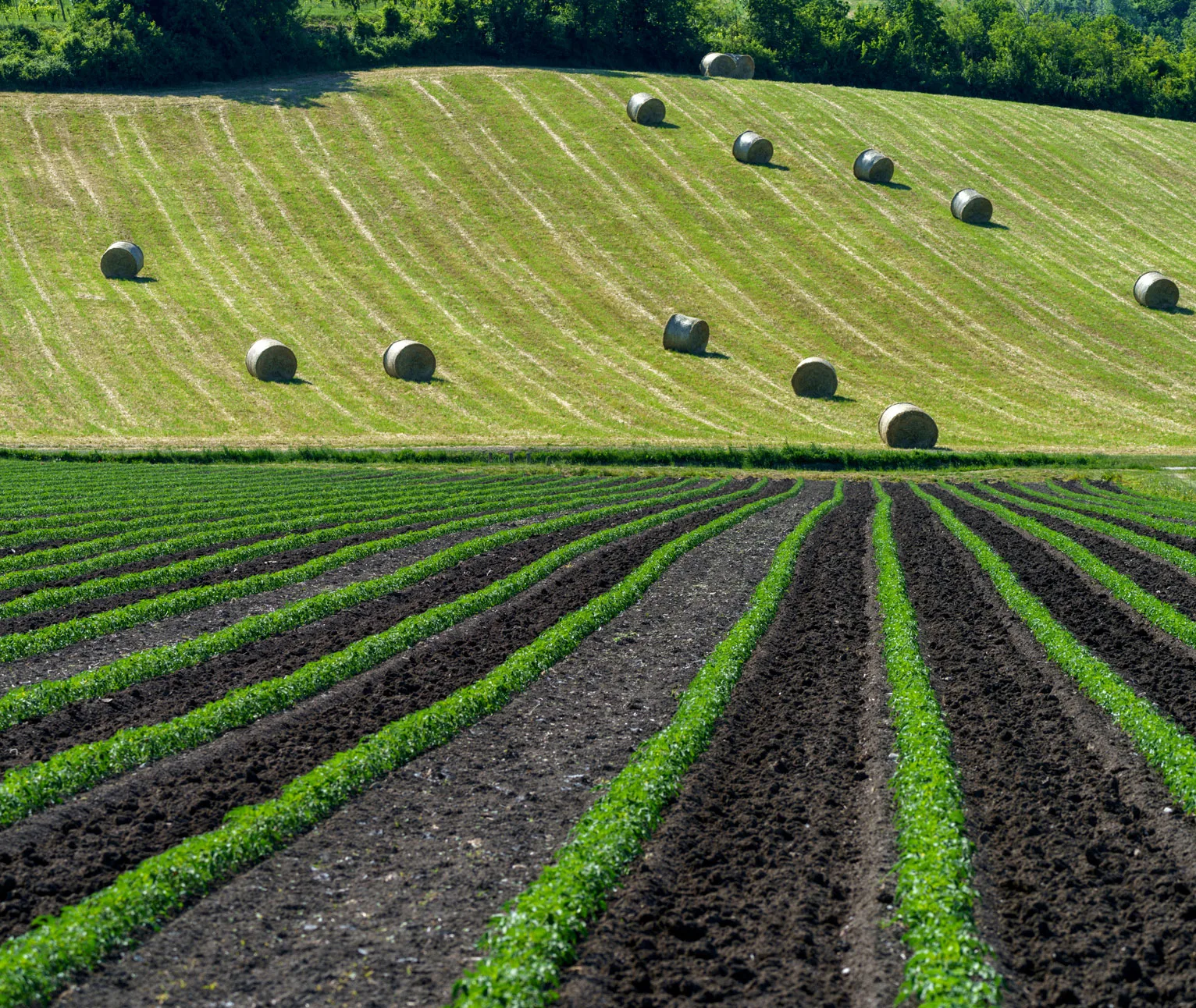 Sáez Motion - sector agricultura