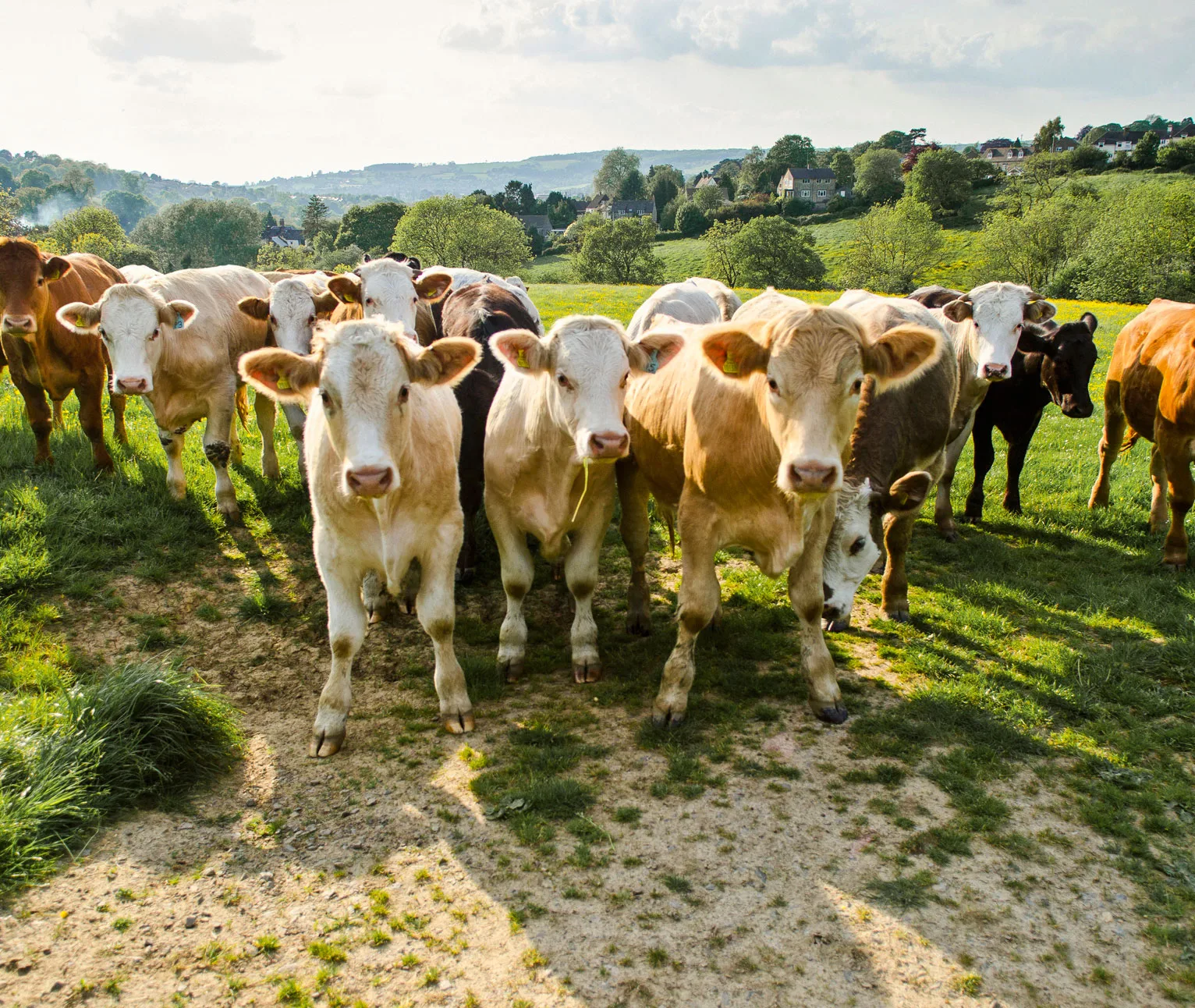 Sáez Motion - sector ganadería