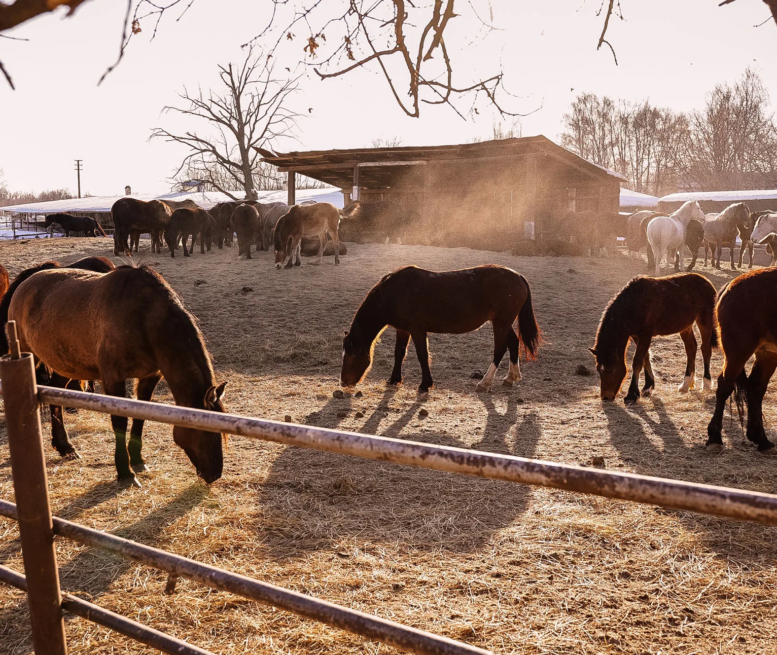 Sáez Motion - sector hípica