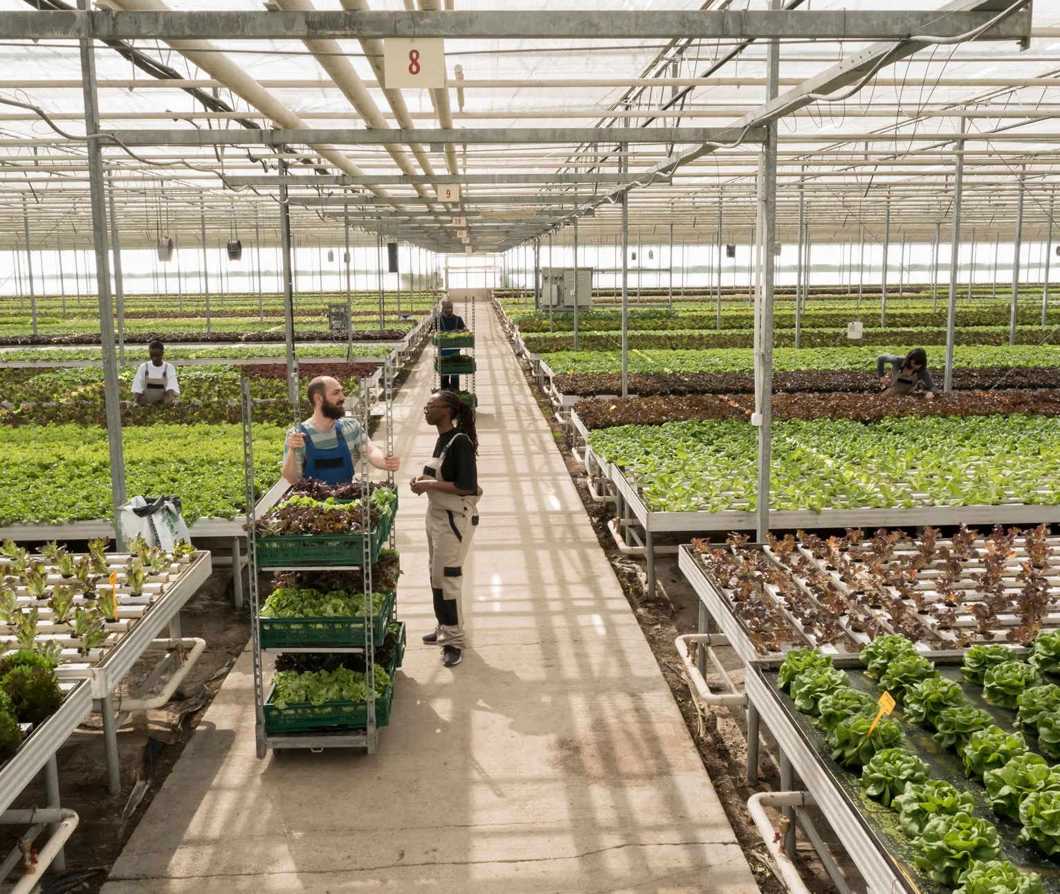 Sáez Motion - sector invernaderos